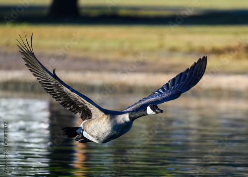 Canada Goose in Flight Over Water