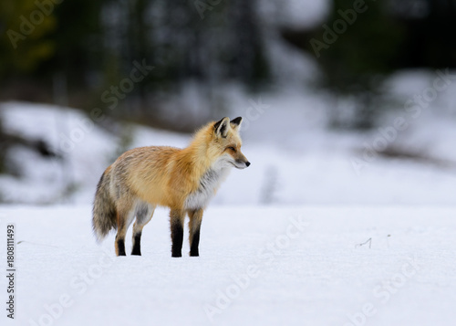 Red Fox in Snow