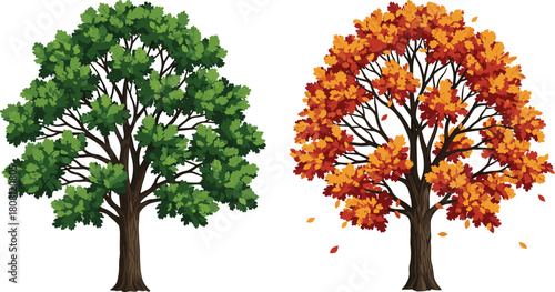 Seasonal tree comparison, green summer foliage, autumn leaves, nature transition, vector illustration, flat design, deciduous trees, fall colors, landscape artwork