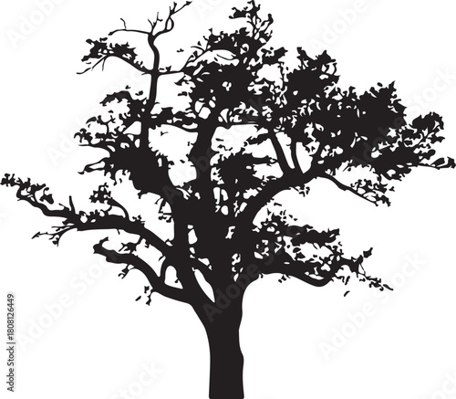 Tree silhouette