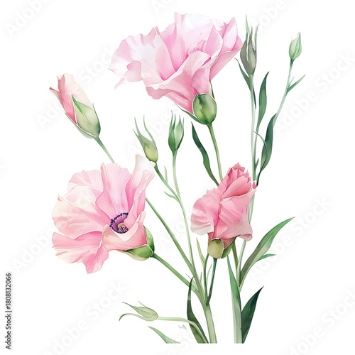 Watercolor Pink Lisianthus Flowers and Buds on transparent background