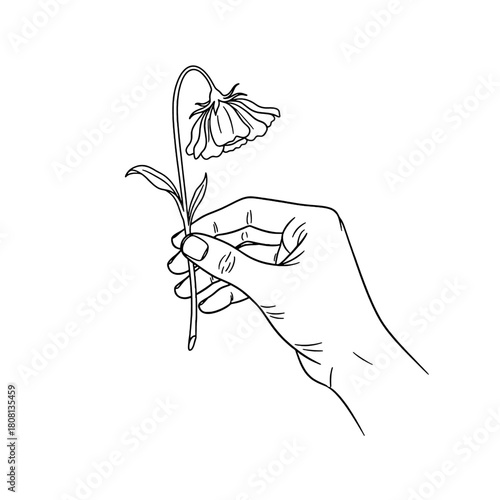 A hand gently holds a single wilting flower, its petals drooping in a poignant display of fragility and loss, rendered in elegant black line art, isolated on transparent background.