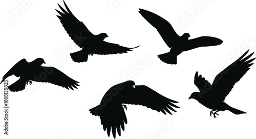 Bird silhouette illustration featuring flying poses, dynamic wing positions, black vector set, avian motion concept, nature flight design, wildlife artwork