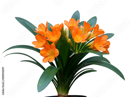 Vibrant cluster of radiant orange Clivia miniata flowers with lush green leaves, a stunning potted ornamental plant isolated on a pure white background for clear display