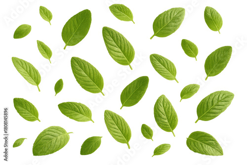 Fresh green leaves falling, transparent background for nature, environment, and wellness concepts