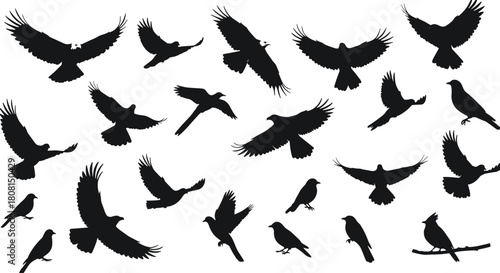 Silhouette vector illustration of multiple flying and perched birds in various poses, perfect for nature designs, wildlife graphics, freedom concepts, and creative artistic compositions