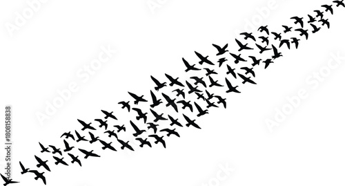 Silhouette vector illustration of a large flock of migrating birds flying in formation, perfect for wildlife themes, nature concepts, seasonal travel, and freedom inspired designs