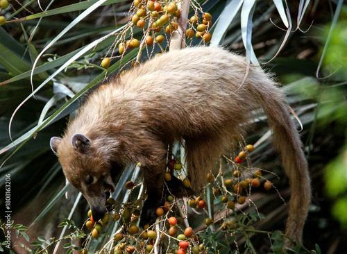 Coatimundi 