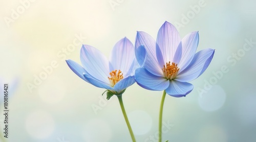 Delicate pastel blue blossoms gently sway in a soft, ethereal light, creating a serene and tranquil scene of natural beauty