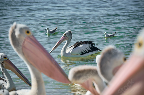 pelicans gathering near coastal water in labrador beach