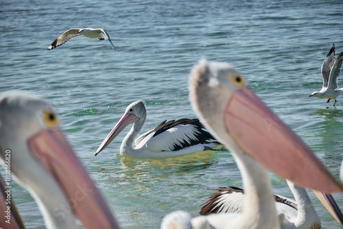 pelicans gathering near coastal water in labrador beach