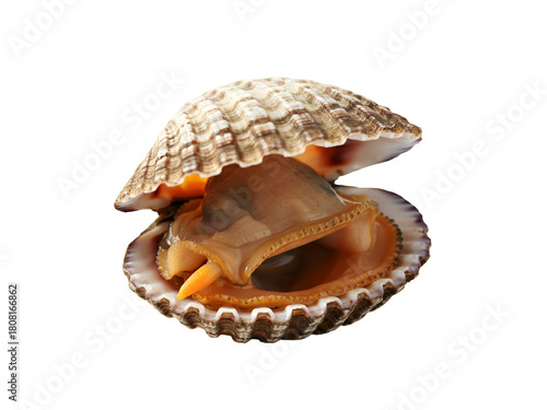 A single fresh raw cockle with its shell open to display the edible meat inside, isolated on a clean white background