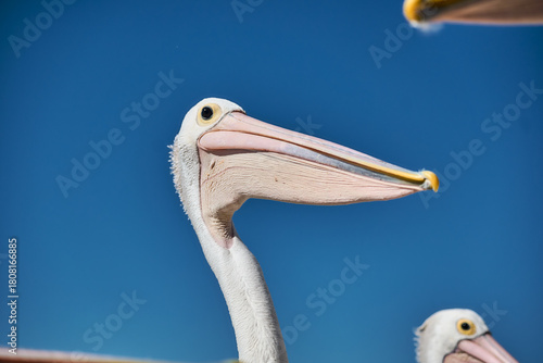 pelicans gathering near coastal water in labrador beach
