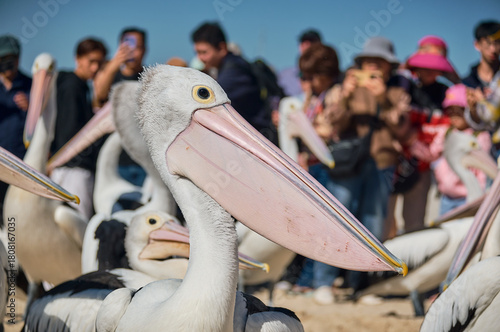 pelicans gathering near coastal water in labrador beach