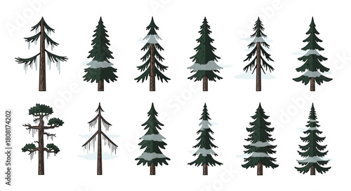 Collection of diverse evergreen trees, some with snow, in a vector illustration.