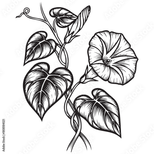 Botanical engraving bindweed creeper with leaves and buds