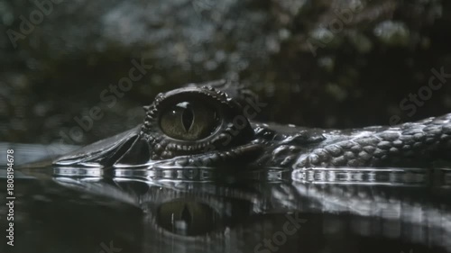 Eye Of A Juvenile Alligator With Reflection On The Water 4k