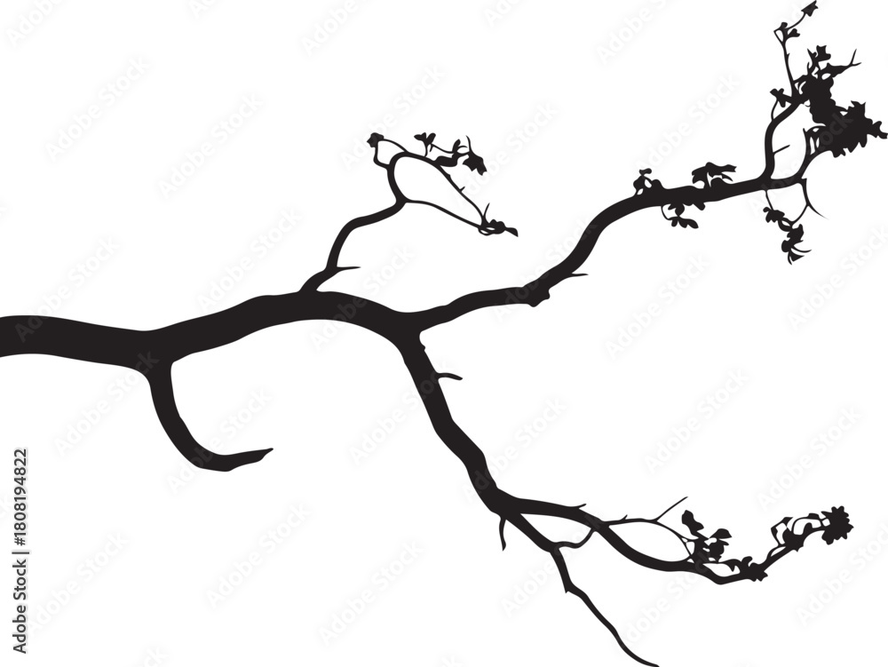 Fototapeta premium Organic tree branch silhouette, nature vector graphic element
