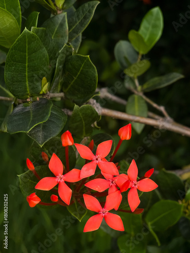 A vibrant dense, rounded cluster of brilliant red lxora or flame of the woods flowers against a lush, green foliage with blurred background.