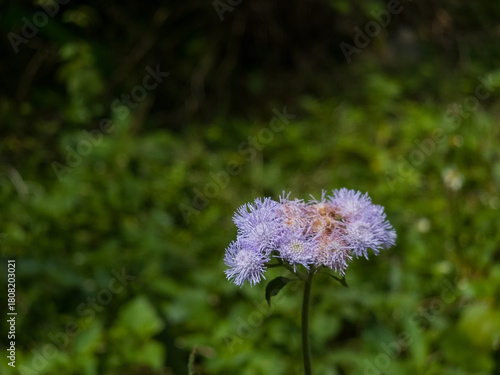 Small, vibrant clusters of lavender flowers with fluffy texture, set against a blurred, lush green back