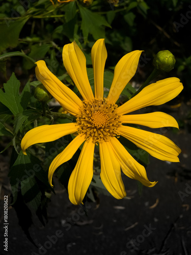 A single, large striking yellow Sunflower with ray petals. the bright petals are contrast with the dark, shadowed green foliage in the  background.