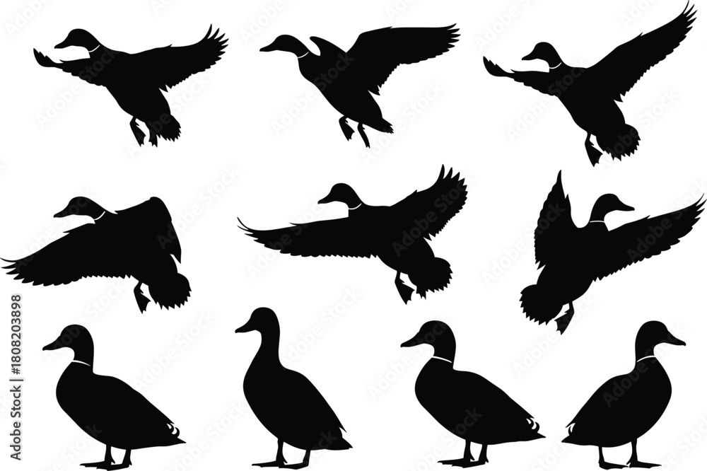 Fototapeta premium Silhouette vector illustration of flying and standing ducks, wildlife bird shapes collection, duck flock in motion, nature animals design elements, isolated