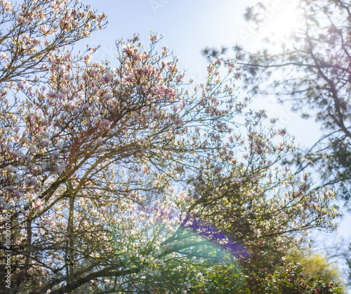 Cherry blossoms in sunlight, spring bloom, spring scenery, scene of early March April May
