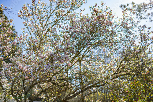 Cherry blossoms in sunlight, spring bloom, spring scenery, scene of early March April May