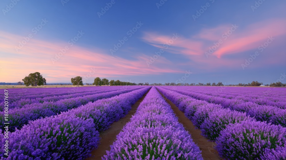 Naklejka premium Breathtaking View of Lavender Fields Under a Colorful Sky during Sunrise with Vibrant Purple Blooms Stretching into the Horizon