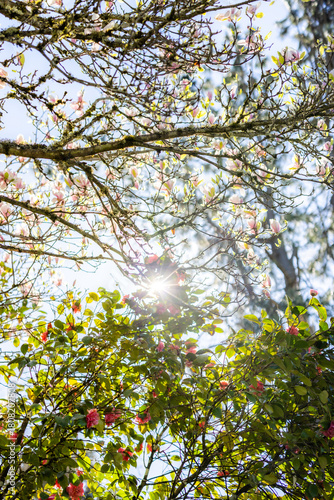 Cherry blossoms in sunlight, spring bloom, spring scenery, scene of early March April May