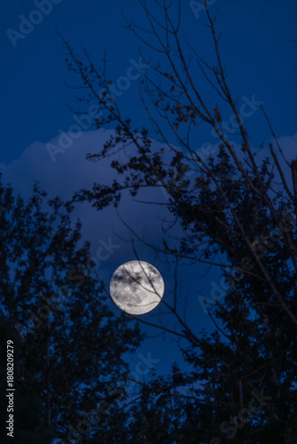 Moon through tree branches with dark blue sky
