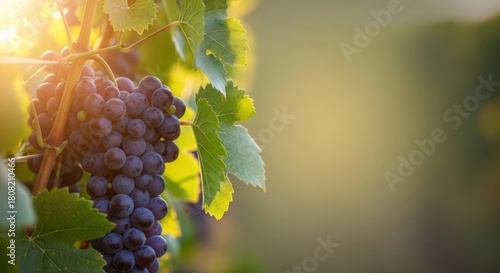 Ripening grapes on the vine basking in the warm light of late afternoon