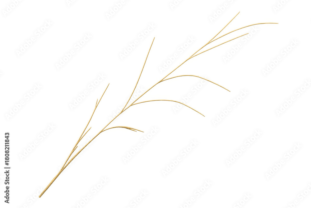 Fototapeta premium Dried grass branch with long thin stems, a natural rustic element with transparent background for design
