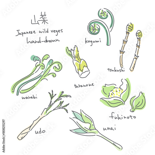 春の山菜イラストセット　シンプルでお洒落な線画イラスト