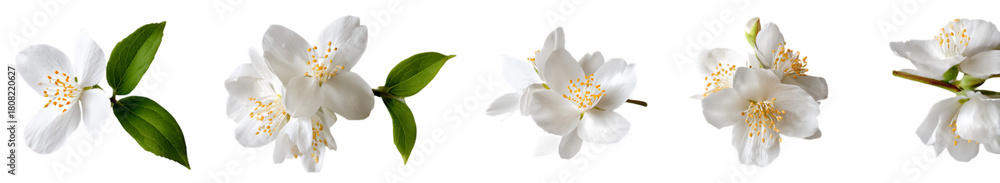 Obraz premium White Jasmine Flowers Arranged on Transparent Background Blooming in Spring with Green Leaves, PNG