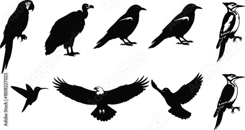 Bird silhouette set, black vector collection of eagle parrot and crow, isolated flying animal icons for nature logo design, wildlife illustration, simple avian shape.