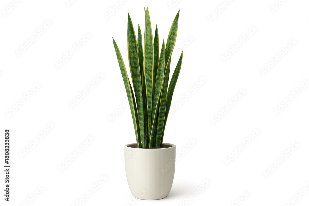 Naklejka premium Sansevieria snake plant in white pot for home, office, or indoor decoration on transparent background