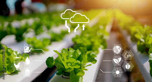 Modern hydroponic farm with fresh green lettuce growing under sunlight and digital smart farming icons representing data monitoring, sustainable agriculture, and eco-technology innovation.