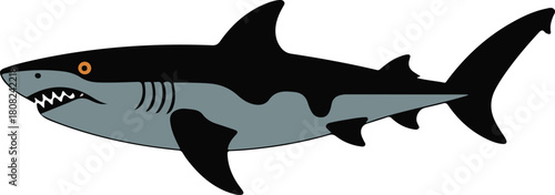 Ocean predator great white shark vector illustration with dark back and light belly swimming