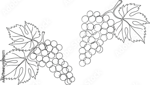 Continuous line drawing of two grape bunches with leaves, minimalist vector illustration for winery logo design, black and white vine fruit sketch, organic nature symbol