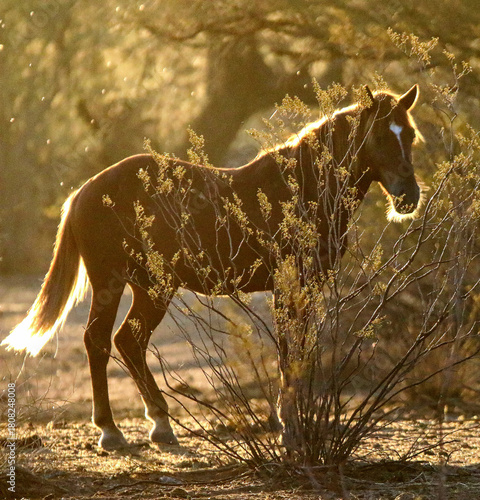 Wild Horse in Morning Light 