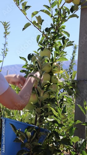 Apples field worker. Turkish apple orchards. Harvesting apples outdoors. apple orchard.High quality photo