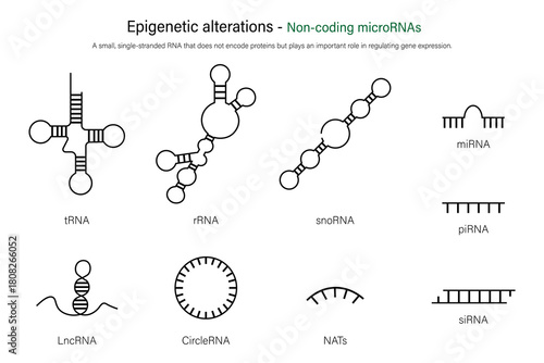 Non-coding microRNAs. Epigenetic alterations. Hallmarks of aging.