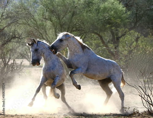 Wild Stallions Sparring in Desert 