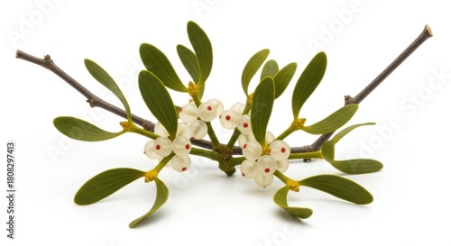 Close-up of Mistletoe Branch with White Berries and Green Leaves on White Background, Plant, Nature, Holiday