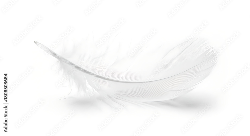 Obraz premium Soft white feather isolated on white background