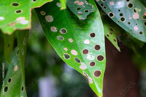 Fotografie Green leaves with small holes caused by caterpillar feeding, showing natural texture, plant damage, and organic patterns in a close-up outdoor setting