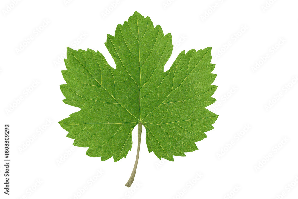 Fototapeta premium Green grape leaf presenting fresh foliage detail, organic vineyard plant element on transparent background