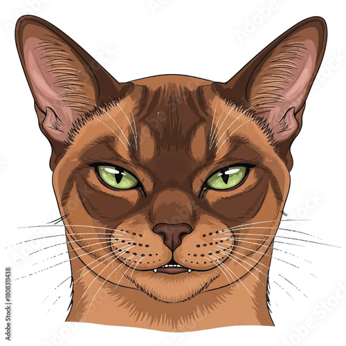 Vector portrait of a purebred ruddy Abyssinian cat with a cunning and intense look, isolated on a white background