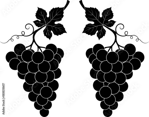 Elegant grape clusters with leaves, detailed vineyard fruit illustration, winery themed vector art for wine labels, organic produce branding, harvest and agriculture designs